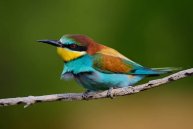 Bir dalda oturan altın arıcı