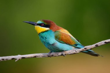 Bir dalda oturan altın arıcı