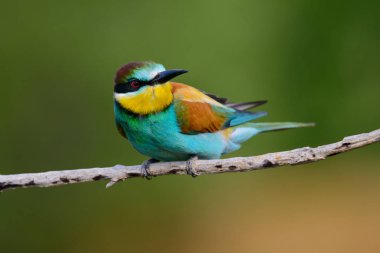 Bir dalda oturan altın arıcı