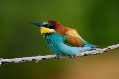 Bir dalda oturan altın arıcı