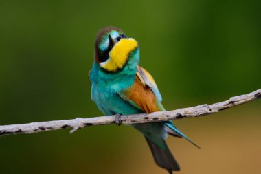 Bir dalda oturan altın arıcı