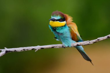 Bir dalda oturan altın arıcı