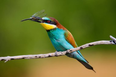 Avrupalı arı yiyiciler, Merops apiaster oturuyor ve güzel bir dalda gösteriş yapıyor, gagasında bazı böcekler var, çiftleşme mevsiminde, güzel renkli arka plan ve yumuşak altın ışık