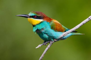 Bir dalda oturan altın arıcı