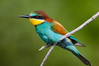 Bir dalda oturan altın arıcı