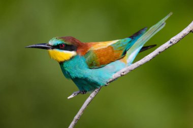 Bir dalda oturan altın arıcı