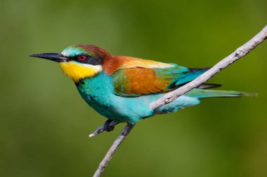 Bir dalda oturan altın arıcı