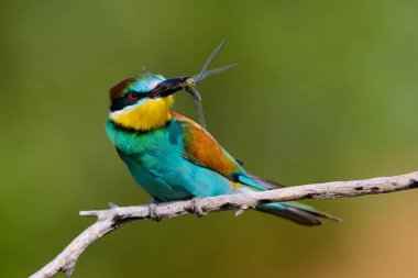 Avrupalı arı yiyiciler, Merops apiaster oturuyor ve güzel bir dalda gösteriş yapıyor, gagasında bazı böcekler var, çiftleşme mevsiminde, güzel renkli arka plan ve yumuşak altın ışık