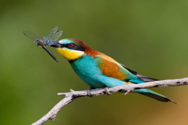 Avrupalı arı yiyiciler, Merops apiaster oturuyor ve güzel bir dalda gösteriş yapıyor, gagasında bazı böcekler var, çiftleşme mevsiminde, güzel renkli arka plan ve yumuşak altın ışık