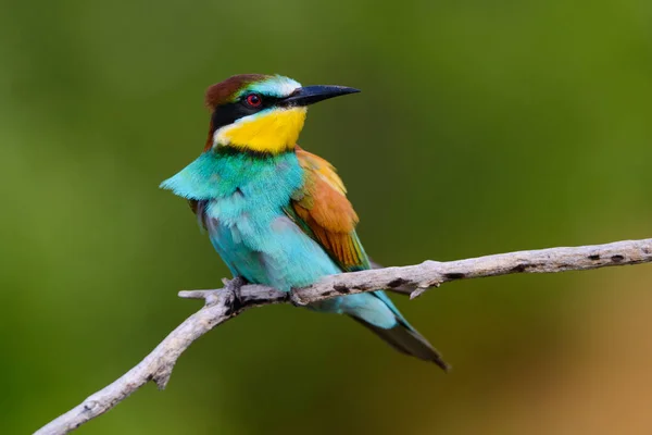 Gyllene Biätare Sitter Gren Blå Bakgrund — Stockfoto