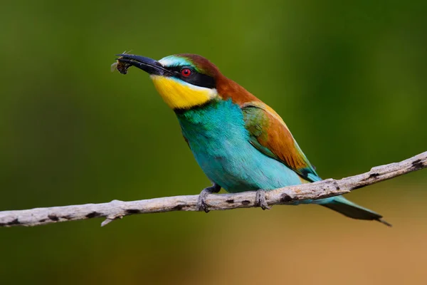 The European Bee-eaters, Merops apiaster is sitting and showing off on a nice branch, has some insect in its beak, during mating season, nice colorful background and soft golden light