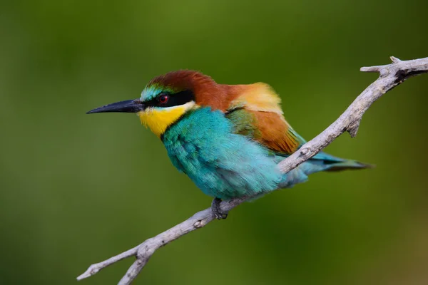 Gouden Bijeneter Zittend Een Tak Blauwe Achtergrond — Stockfoto