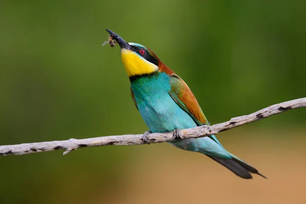 The European Bee-eaters, Merops apiaster is sitting and showing off on a nice branch, has some insect in its beak, during mating season, nice colorful background and soft golden light