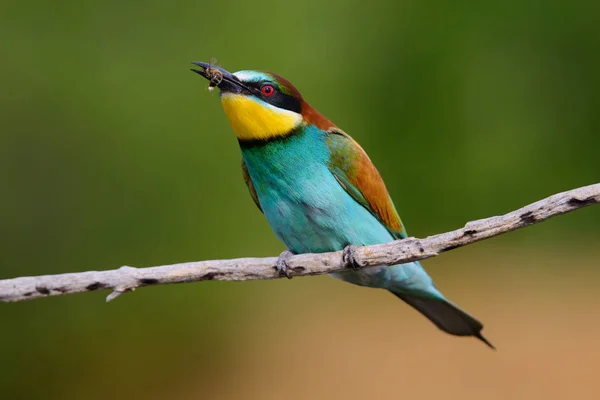 The European Bee-eaters, Merops apiaster is sitting and showing off on a nice branch, has some insect in its beak, during mating season, nice colorful background and soft golden light