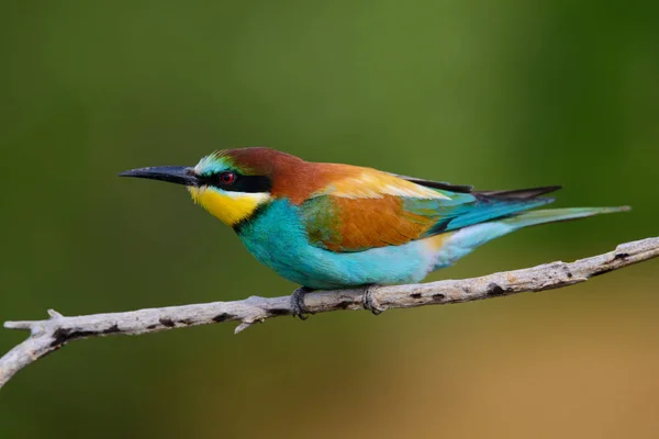 Golden bee-eater sitting on a branch — Stock Photo, Image