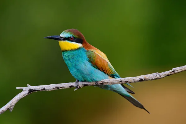 Gouden bijeneter zittend op een tak — Stockfoto