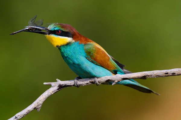 Οι Ευρωπαίοι μελισσοφάγοι, Merops apiaster κάθεται και αναδεικνύονται σε ένα ωραίο κλαδί, έχει κάποιο έντομο στο ράμφος του, κατά την εποχή του ζευγαρώματος, ωραίο πολύχρωμο φόντο και μαλακό χρυσό φως — Φωτογραφία Αρχείου