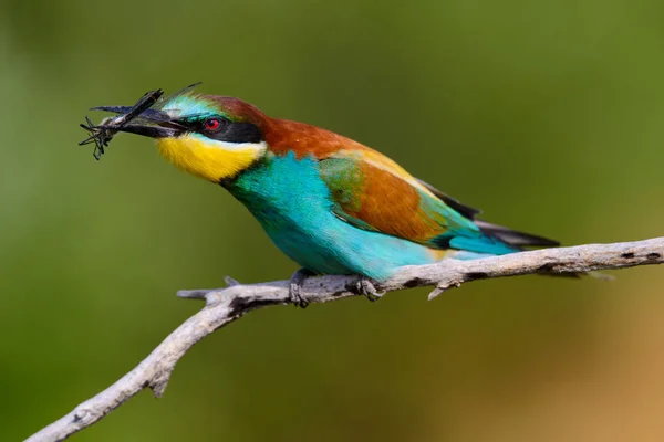 Οι Ευρωπαίοι μελισσοφάγοι, Merops apiaster κάθεται και αναδεικνύονται σε ένα ωραίο κλαδί, έχει κάποιο έντομο στο ράμφος του, κατά την εποχή του ζευγαρώματος, ωραίο πολύχρωμο φόντο και μαλακό χρυσό φως — Φωτογραφία Αρχείου