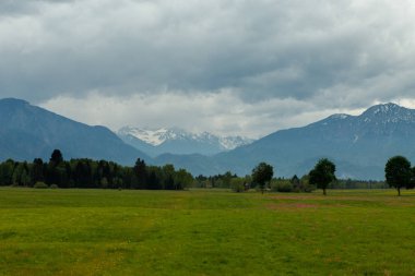 taze yeşil çayırlar ve karla kaplı dağ zirveleri arka plan, Bavyera, Almanya Alpleri'nde manzara