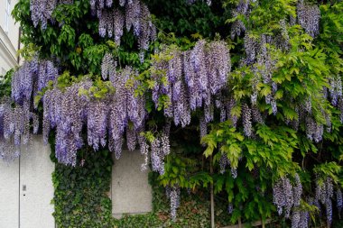 Wisteria çiçekli ağaç