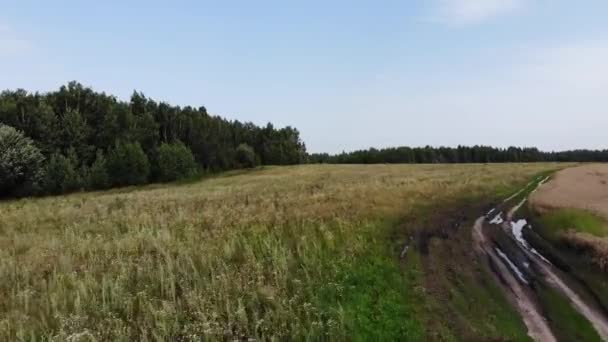 Низько летить повітряний постріл в лісі в Росії над і через верхівок дерев. — стокове відео