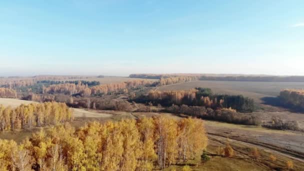 Sobrevolando Una Zona Boscosa Vista Aérea Otoño — Vídeo de stock