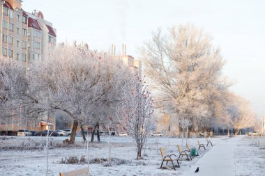 Karlı kış orman içinde güneşli yolu