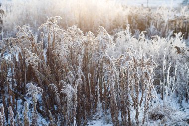 Ağaçlar karla kaplı kış ormanı