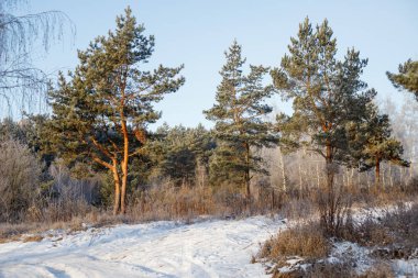 Karlı kış orman içinde güneşli yolu