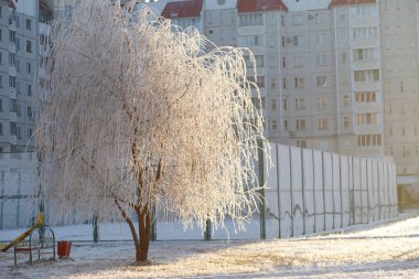 Kış manzarası - soğuk karlı güneşli sabah ormanda ağaçlarda.