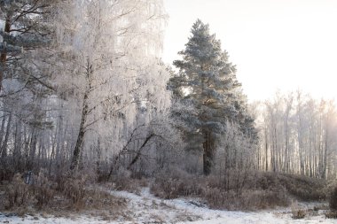 Kış ormanlarında yol karla kaplıydı.