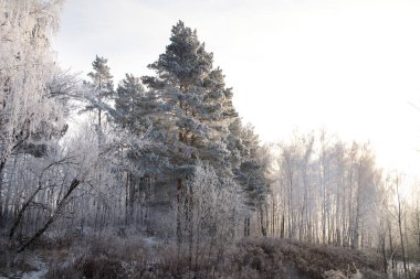 Ağaçlar karla kaplı kış ormanı