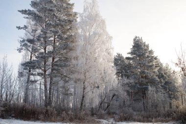 Kış ormanlarında yol karla kaplıydı.