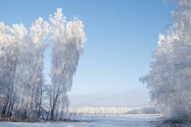 Kış ormanlarında yol karla kaplıydı.