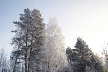 Kış ormanlarında yol karla kaplıydı.