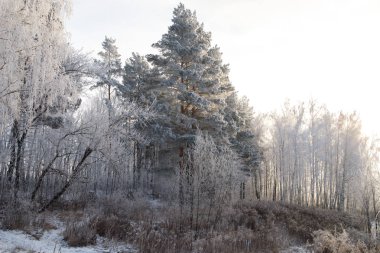 Ağaçlar karla kaplı kış ormanı