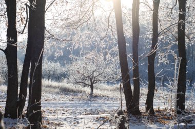 Kış ormanlarında yol karla kaplıydı.