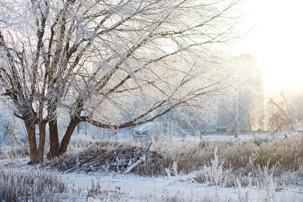 Vinterlandskap Frostiga Träd Snöiga Skogen Soliga Morgonen — Stockfoto