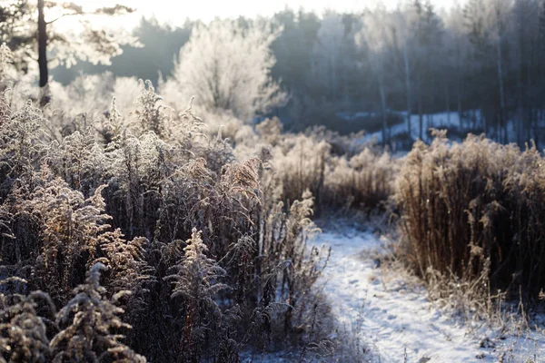 Paesaggio Invernale Alberi Ghiacciati Nella Foresta Innevata Mattino Sole — Foto Stock