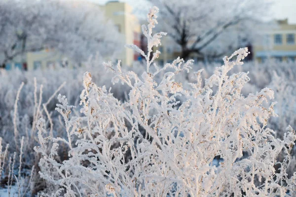 Winterbos Met Bomen Bedekt Met Sneeuw — Stockfoto