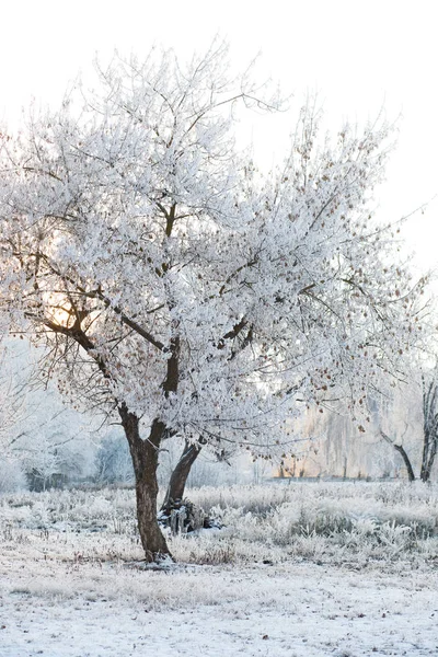 Soliga Sätt Vinter Snöig Skog — Stockfoto