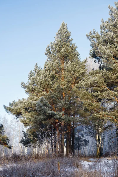 Ağaçlar Karla Kaplı Kış Ormanı — Stok fotoğraf