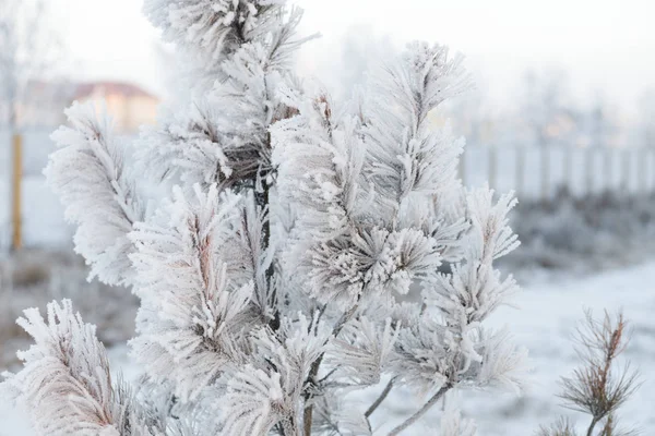 Winterbos Met Bomen Bedekt Met Sneeuw — Stockfoto