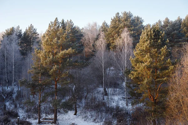 Hófákkal Borított Fák Téli Erdőben — Stock Fotó