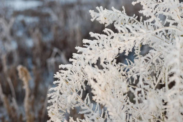 Winterbos Met Bomen Bedekt Met Sneeuw — Stockfoto