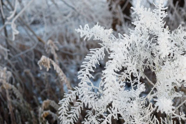 Vinterskog Med Träd Täckta Snö — Stockfoto