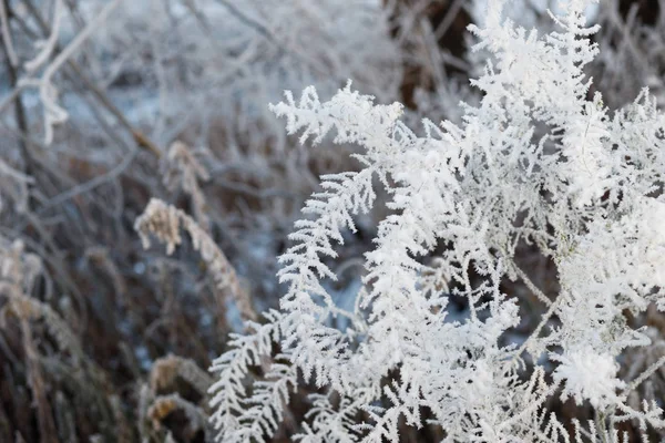 Winterbos Met Bomen Bedekt Met Sneeuw — Stockfoto