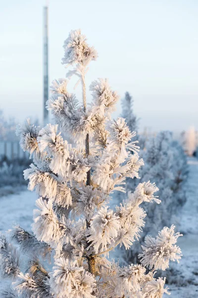 Hösten Frostiga Löv Bakgrund Slutet Hösten Och Början Vintern — Stockfoto