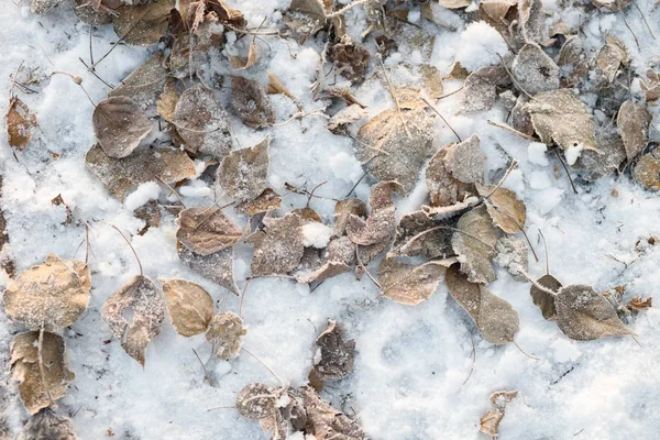 Automne Arrière Plan Feuilles Givrées Fin Automne Début Hiver — Photo