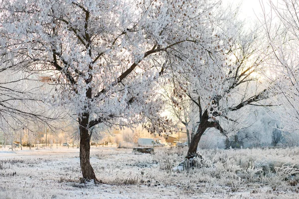 Paesaggio Invernale Alberi Ghiacciati Nella Foresta Innevata Mattino Sole — Foto Stock